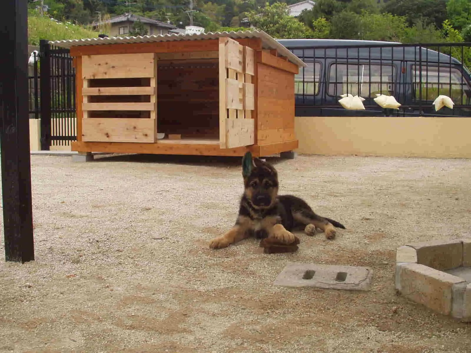 完成した庭でくつろぐ犬